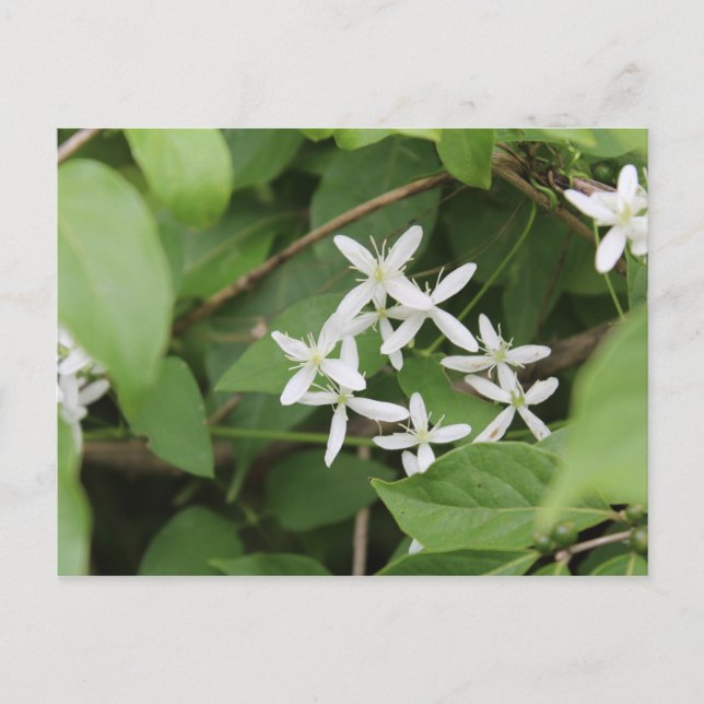 White Flowers #2 Postcard (Front)