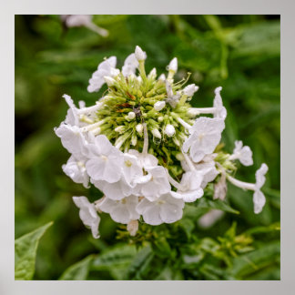 white flowers after rain poster