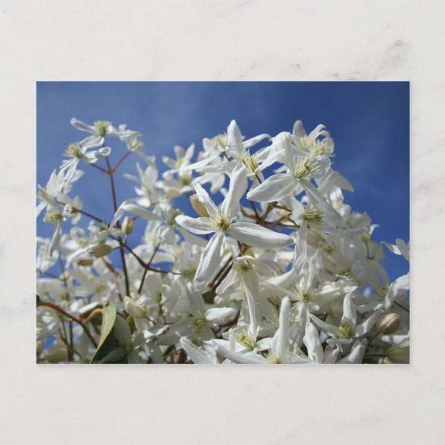 White flowers, blue sky postcard (Front)