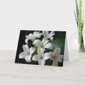 White Flowers Card