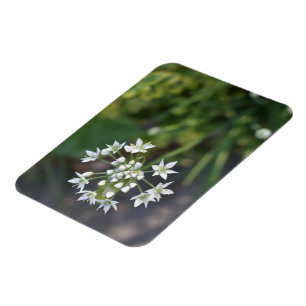 White Flowers Delicate Floral Blossom Nature Photo Magnet