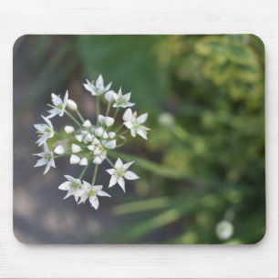 White Flowers Delicate Floral Blossom Nature Photo Mouse Mat