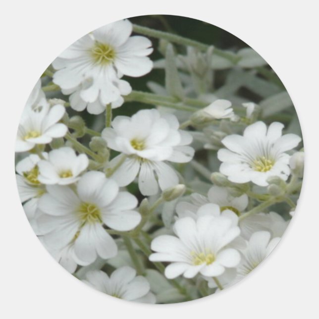 White Flowers From Garden Classic Round Sticker (Front)