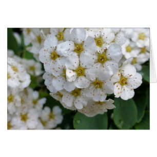 White flowers glowing