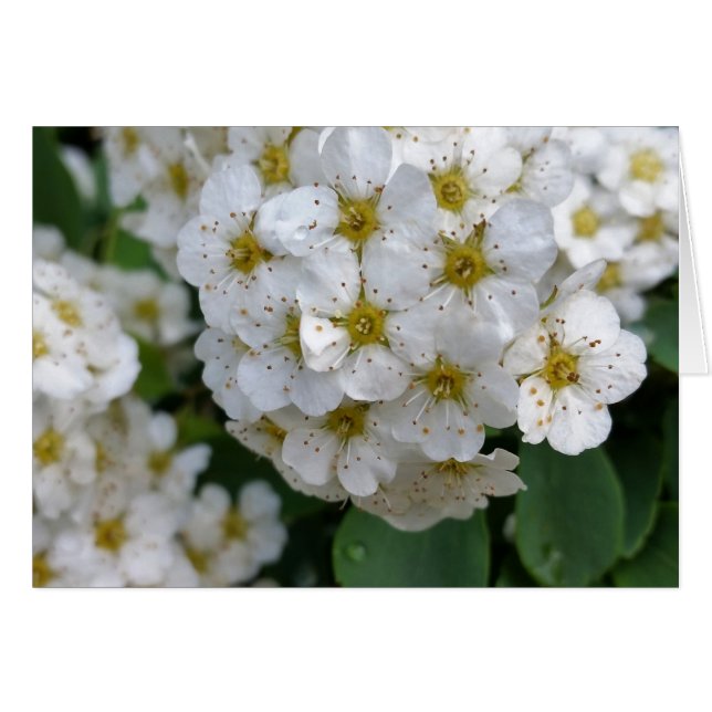 White flowers glowing (Front Horizontal)