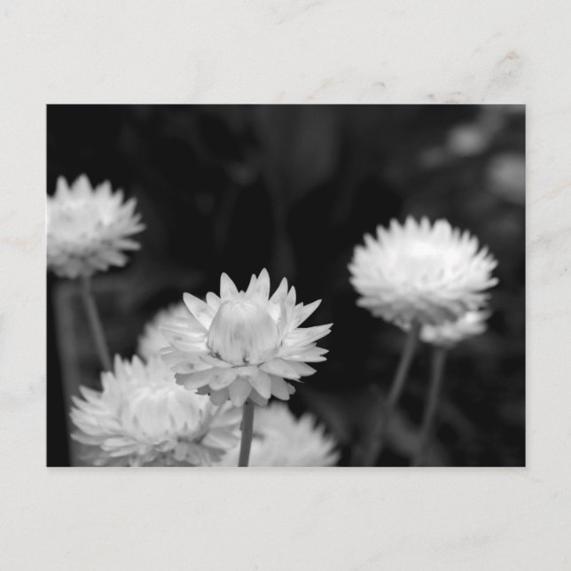 White Flowers in Black and White Postcard (Front)