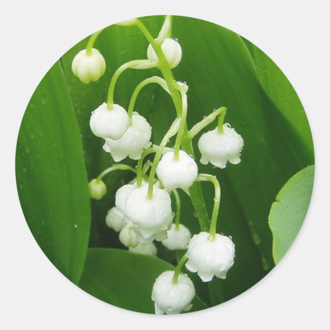 White Flowers Lily-of-the-Valley Sticker (Front)