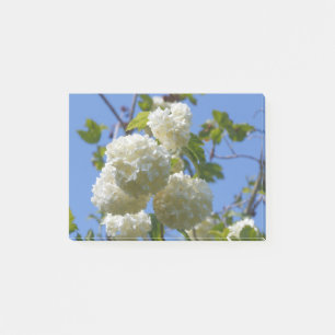 White flowers of guelder rose tree post-it notes