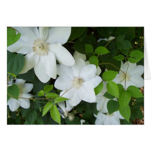 White flowers on vine