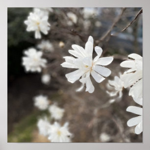 White Flowers Photo Poster