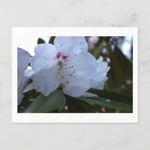 White Flowers Postcard
