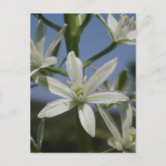White Flowers Postcard (Front)