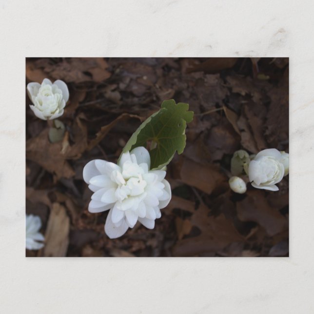 White Flowers Postcard (Front)