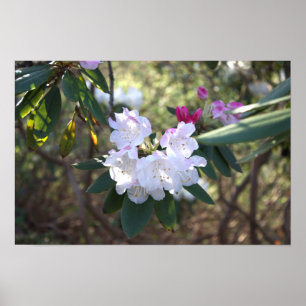 White Flowers Poster