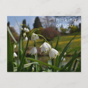 White Flowers w/ Landscaped Gardens in Background  Postcard