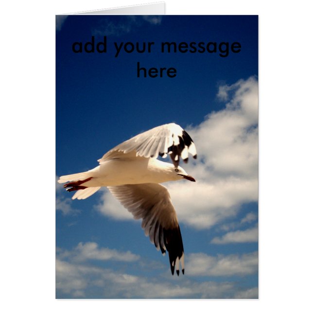 White Flying Sea Gull, (Front)