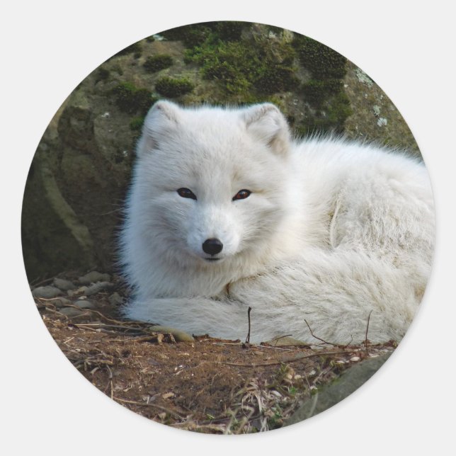 White Fox Photo Classic Round Sticker (Front)