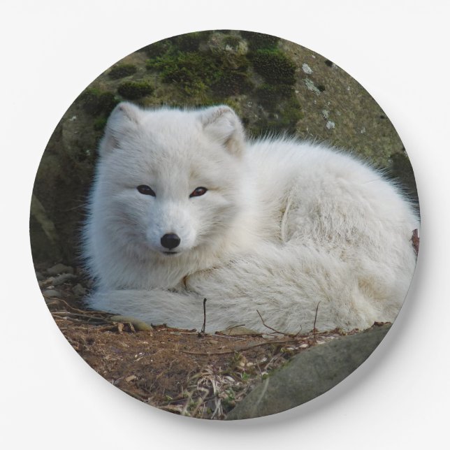 White Fox Photo Paper Plate (Front)