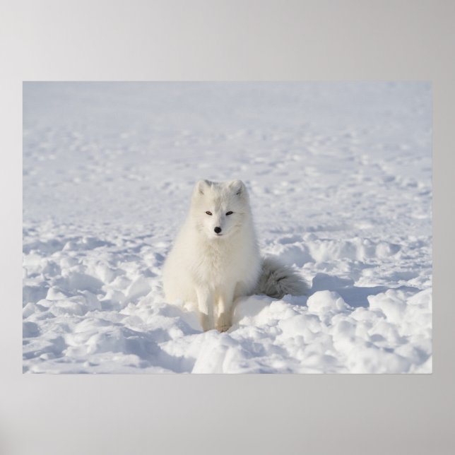 White-fox Poster (Front)