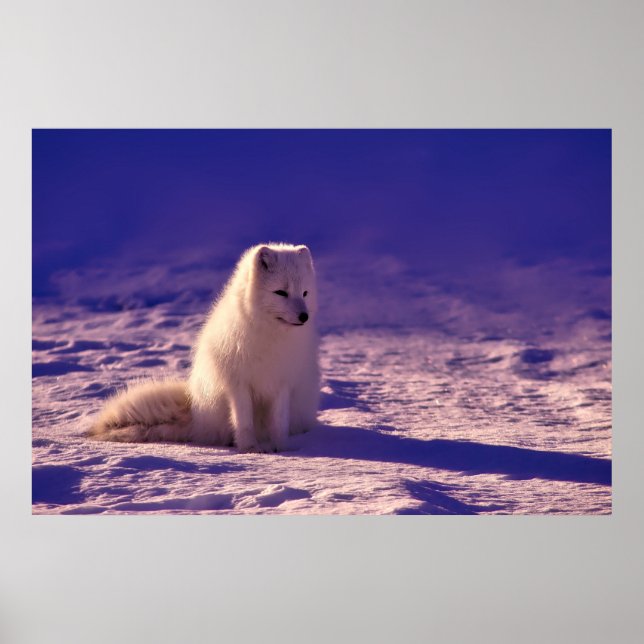 White fox poster (Front)