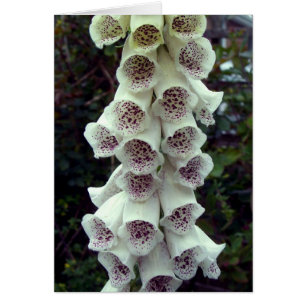 White Foxglove