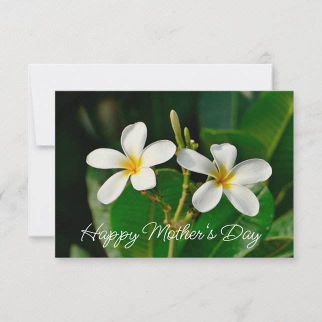 White Frangipani Card  (Front)