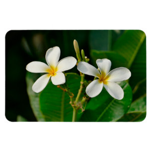 White Frangipani Magnet