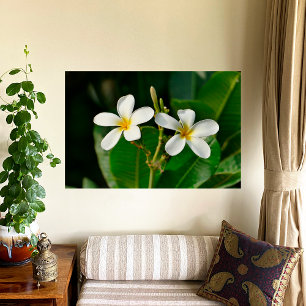 White Frangipani Photo Print