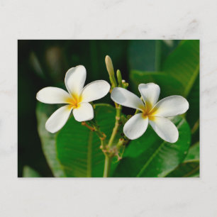 White Frangipani Postcard