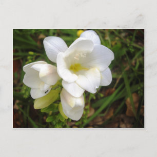 White Freesia Postcard