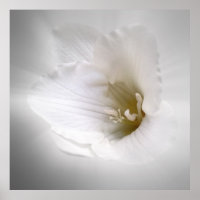 white freesia