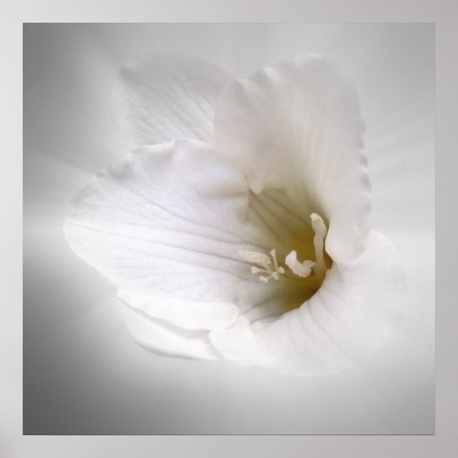 white freesia poster (Front)