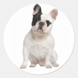 White French Bulldog Puppy Dog Black Eye Classic Round Sticker
