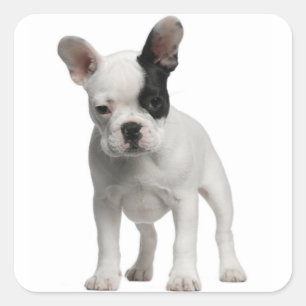 White French Bulldog Puppy Dog Black Eye Square Sticker
