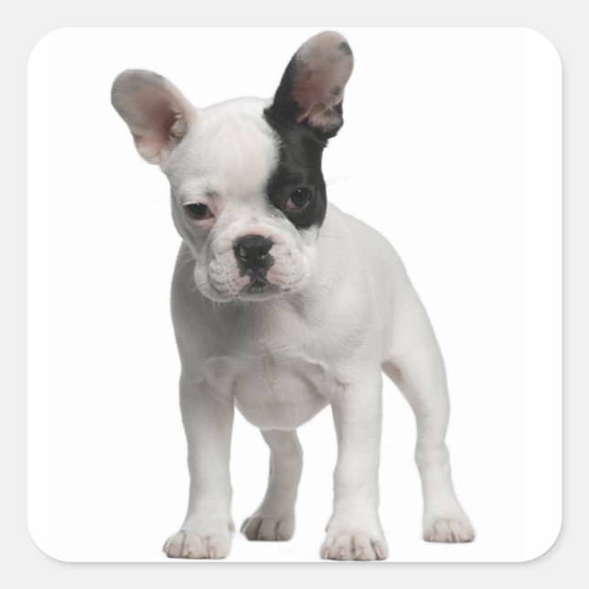 White French Bulldog Puppy Dog Black Eye Square Sticker (Front)