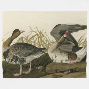 White-fronted Goose from Audubon Birds of America Fleece Blanket