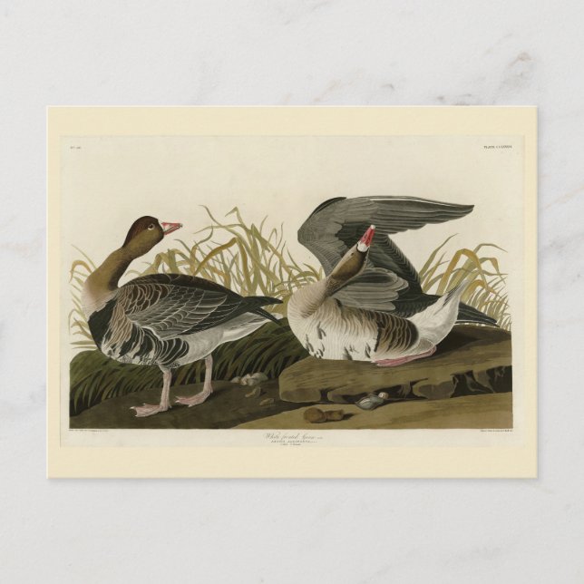 White-fronted Goose from Audubon Birds of America Postcard (Front)