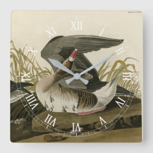 White-fronted Goose from Audubon Birds of America Square Wall Clock