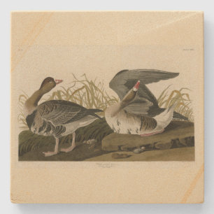 White-fronted Goose from Audubon Birds of America Stone Coaster