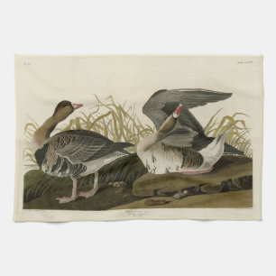 White-fronted Goose from Audubon Birds of America Tea Towel
