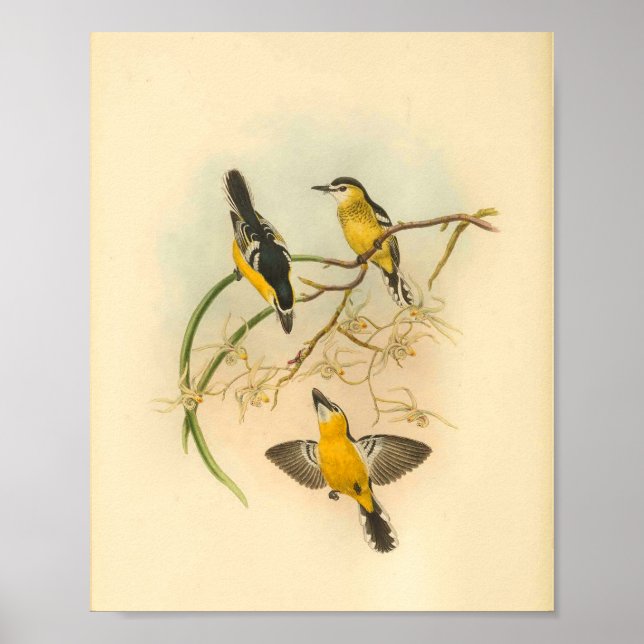 White Fronted Yellow Flycatcher Bird Vintage Print (Front)