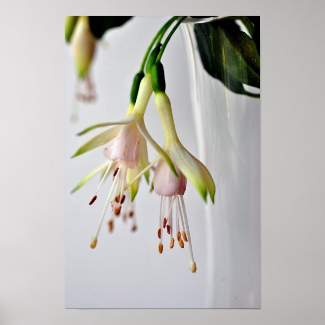 White Fuchsia Hawkshead Summer Flower Poster (Front)