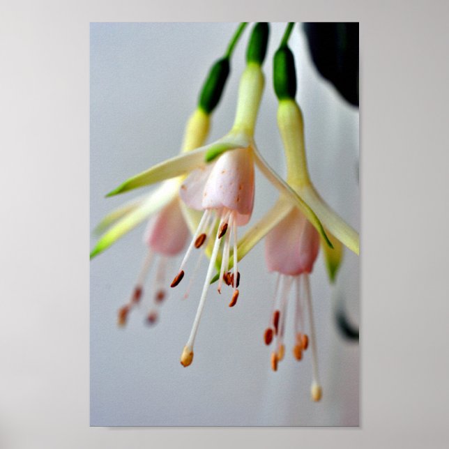 White Fuchsia Hawkshead Summer Flower Poster (Front)
