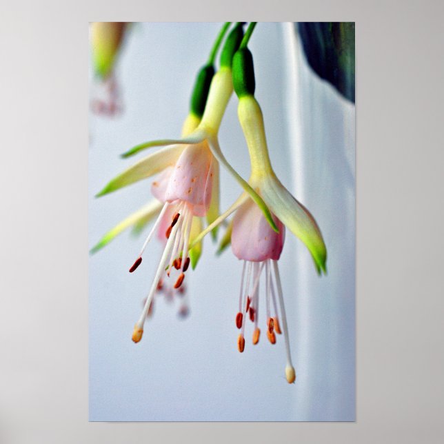 White Fuchsia Hawkshead Summer Flower Poster (Front)