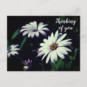 White Garden Flowers Thinking of you Postcard