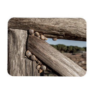 White garden snails (Theba pisana) estivating Magnet