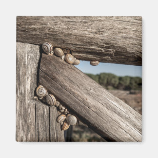 White garden snails (Theba pisana) estivating Magnet