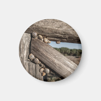 White garden snails (Theba pisana) estivating Magnet