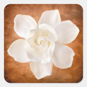 White Gardenia Flower Blossom Floral Square Sticker