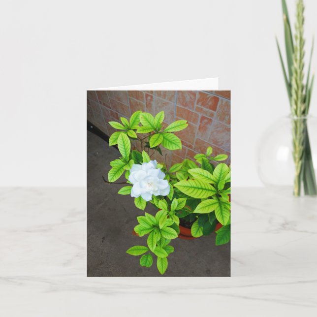 White Gardenia Flower Note Card (Front)